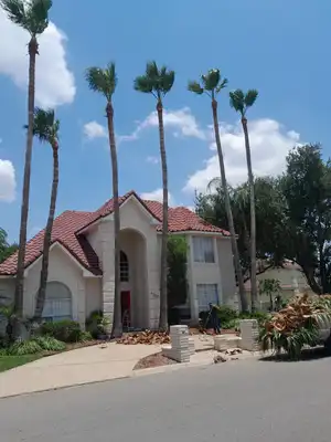 Expertly maintained palm tree