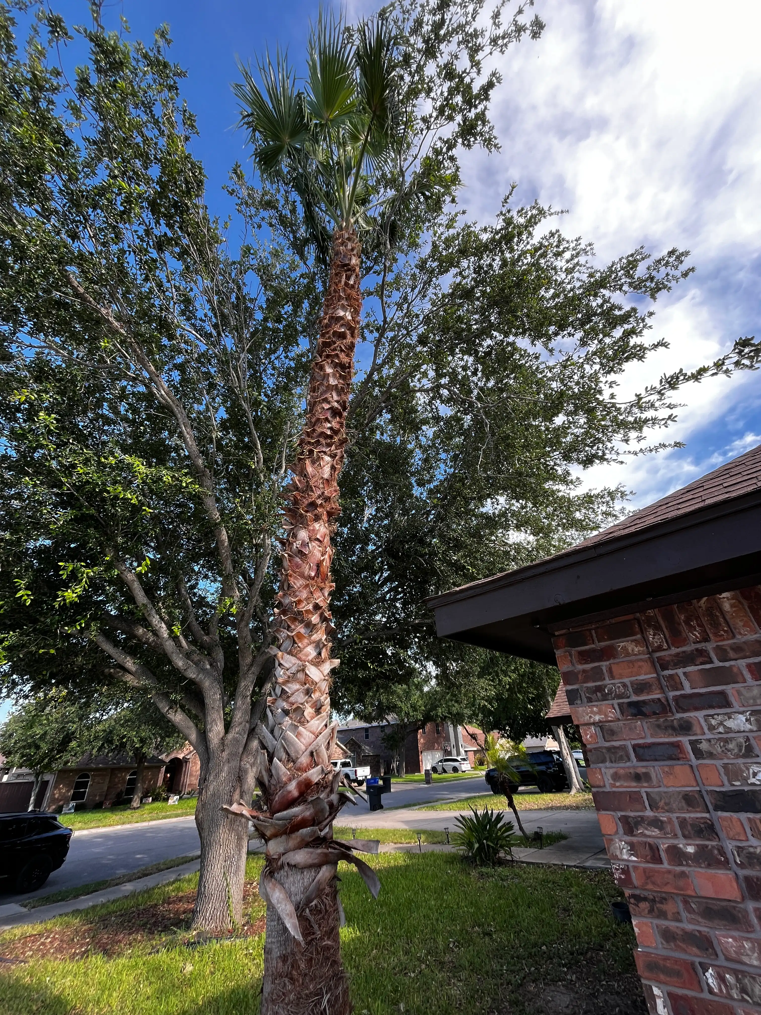 Professional tree and palm trimming service - View 2