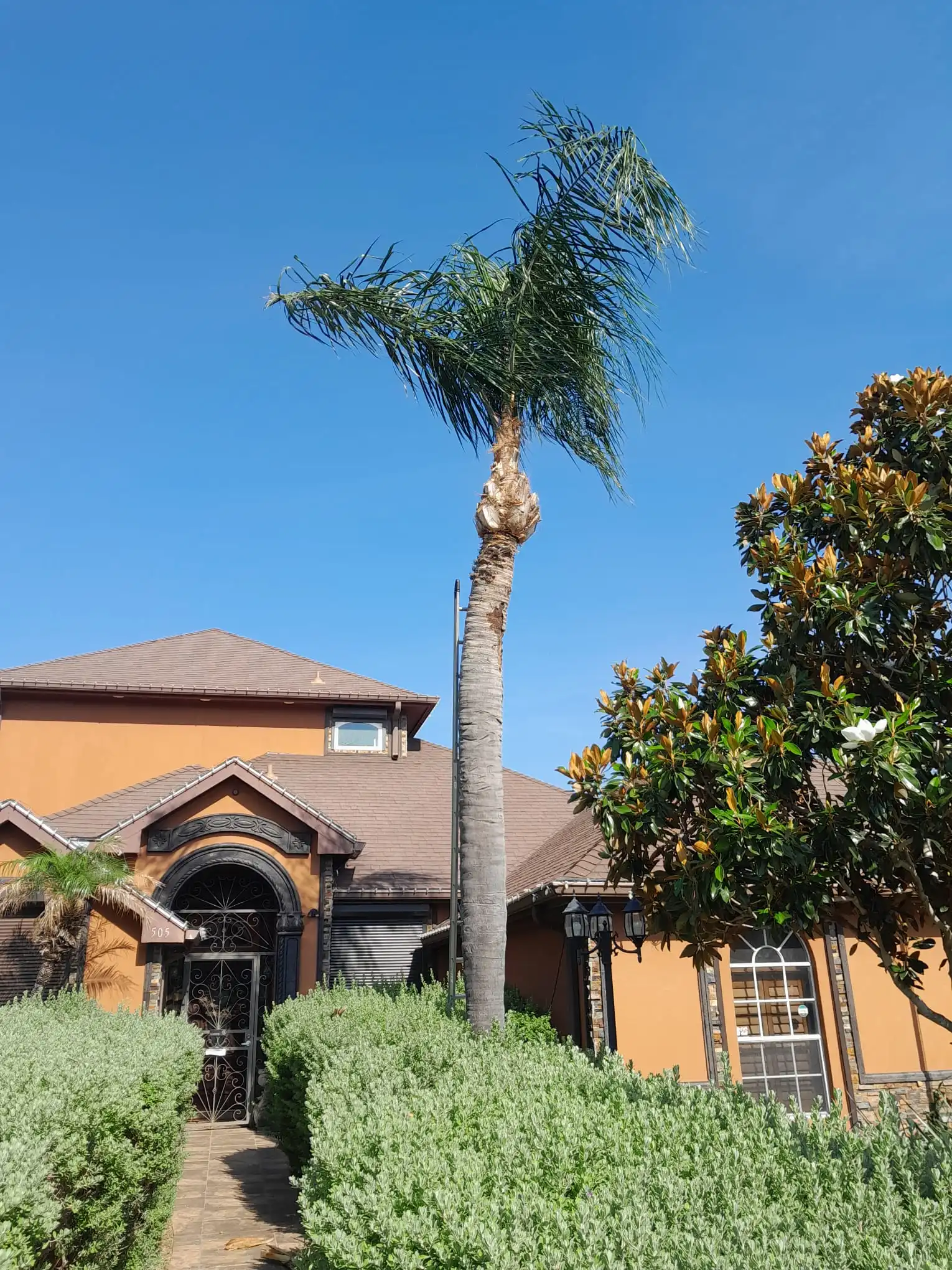 After Our Magic - Palm Trimming