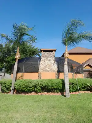 Professional palm tree care