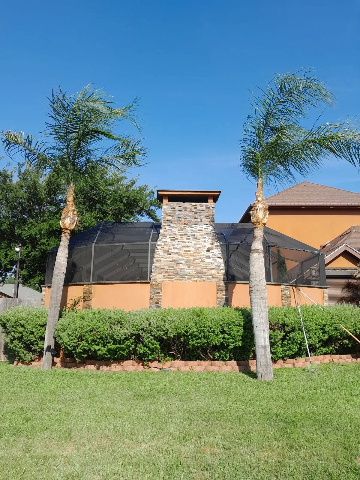 Professional palm tree care