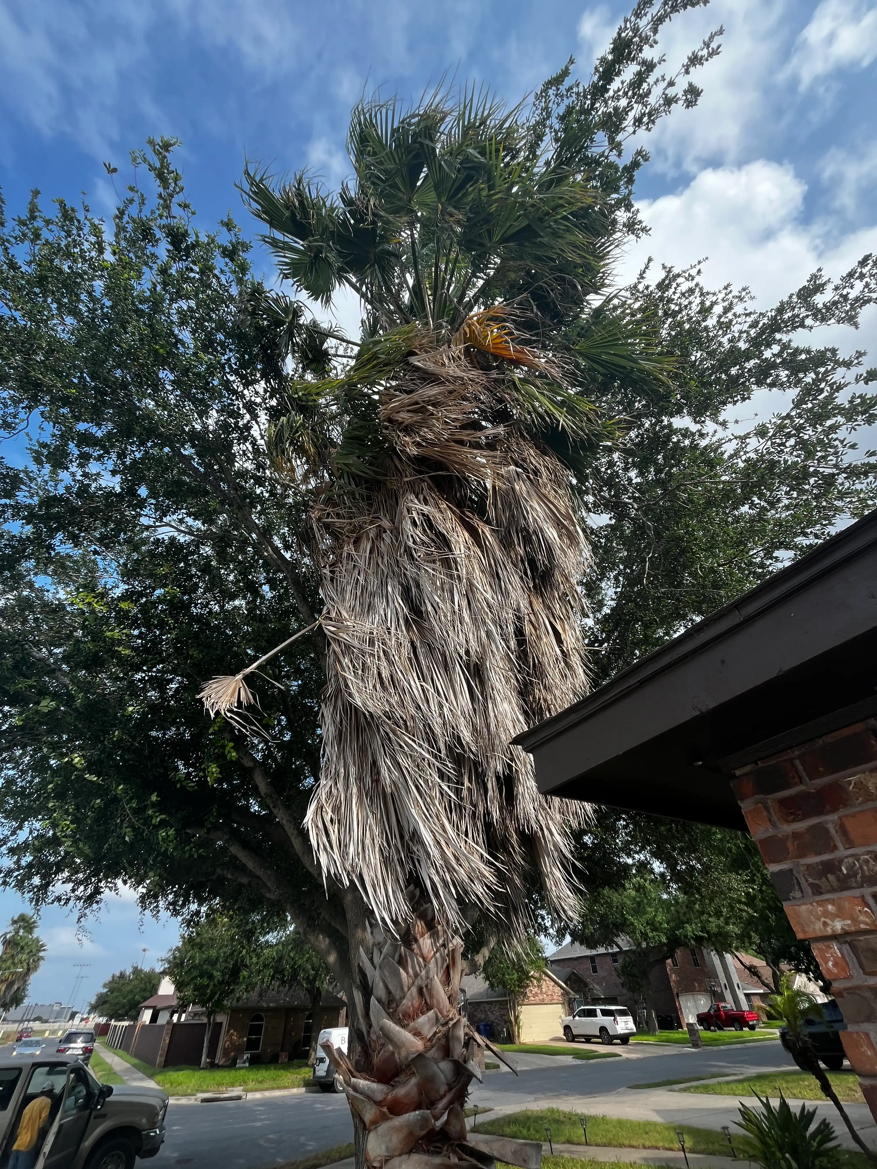 Before Our Service - Palm Trimming