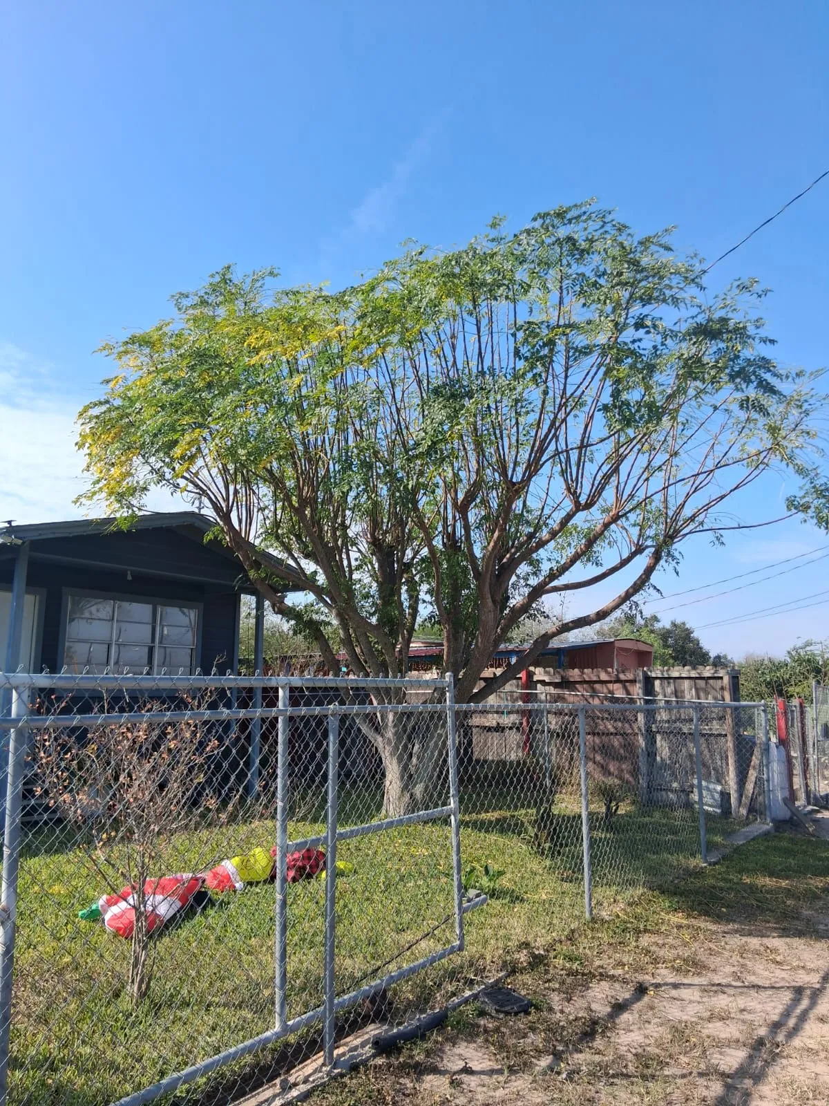 Overgrown tree before maintenance