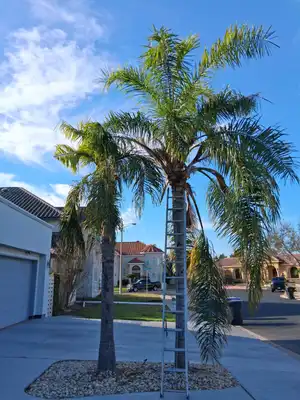 Palm trees before cleanup service