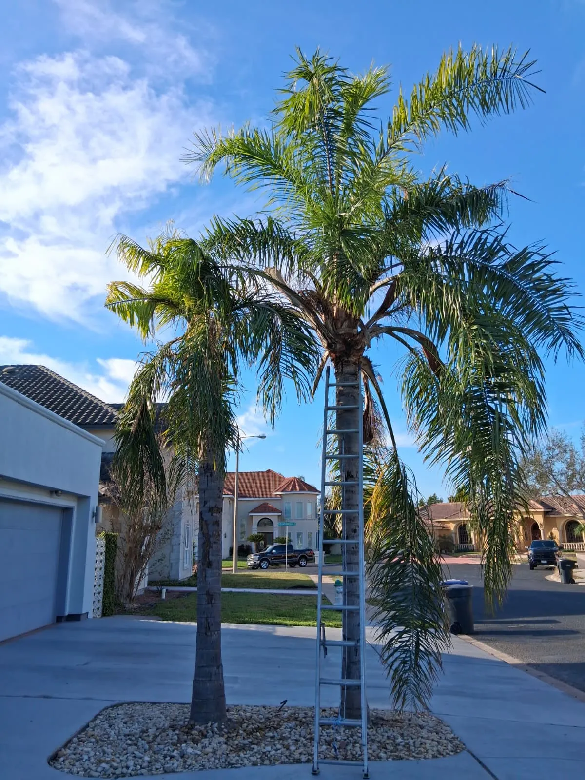 Palm trees before cleanup service