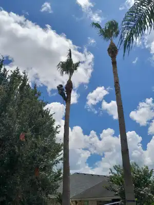 Crew trimming a palm tree