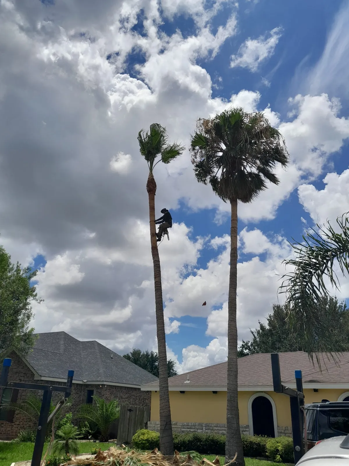 Cutting branches with professional equipment