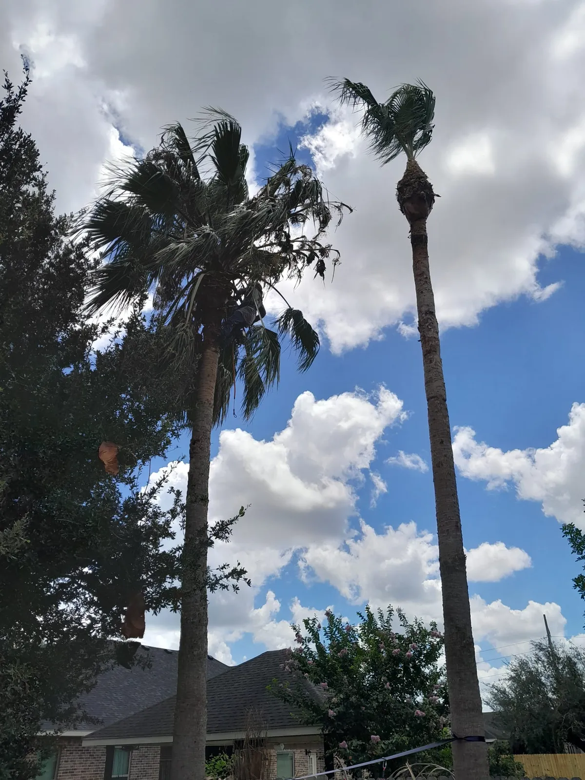 Cleaning up debris after trimming