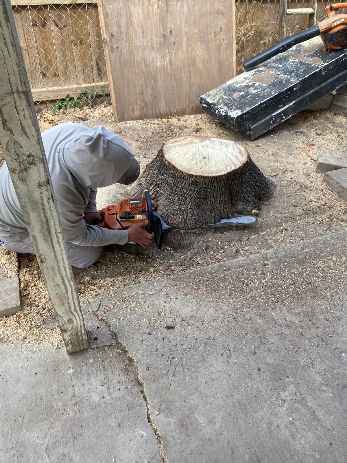 Tree trunk care and removal